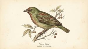 Bates's Weaver illustration