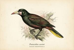 Baudo Oropendola illustration