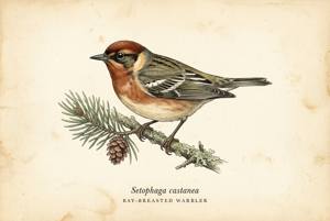 Bay-breasted Warbler illustration