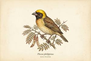 Baya Weaver illustration