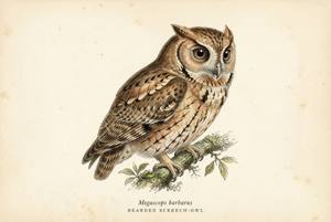 Bearded Screech-Owl illustration