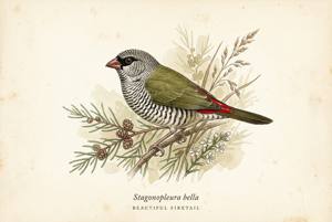 Beautiful Firetail illustration