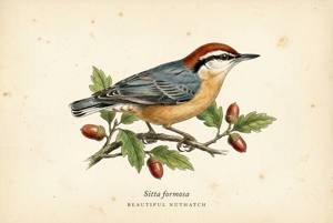 Beautiful Nuthatch illustration