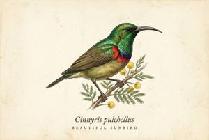 Beautiful Sunbird illustration