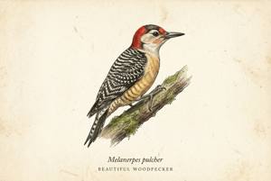 Beautiful Woodpecker illustration