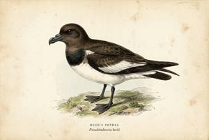 Beck's Petrel illustration