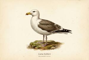 Belcher's Gull illustration