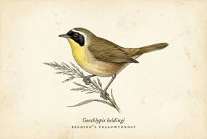 Belding's Yellowthroat illustration