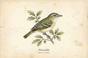 Bell's Vireo illustration