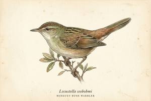 Benguet Bush Warbler illustration