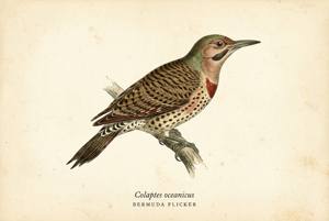 Bermuda Flicker illustration