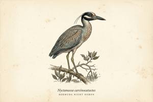 Bermuda Night Heron illustration