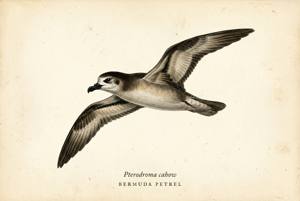 Bermuda Petrel illustration