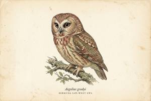 Bermuda Saw-whet Owl illustration