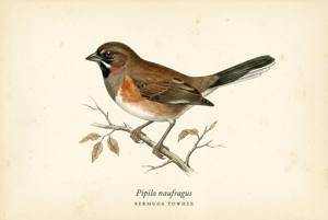 Bermuda Towhee illustration