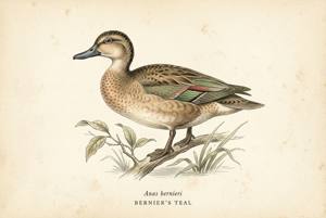 Bernier's Teal illustration