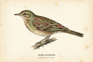Berthelot's Pipit illustration