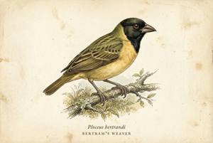 Bertram's Weaver illustration