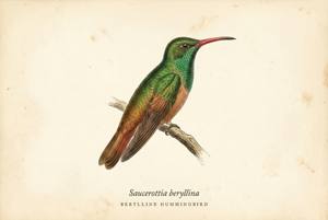 Berylline Hummingbird illustration
