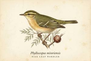 Biak Leaf Warbler illustration