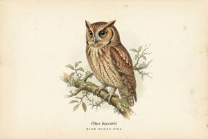 Biak Scops-Owl illustration