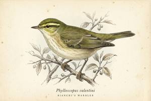 Bianchi's Warbler illustration