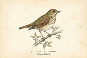 Bicknell's Thrush illustration