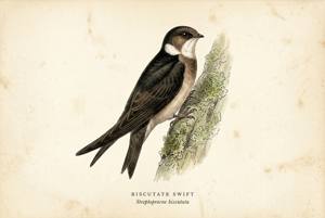 Biscutate Swift illustration