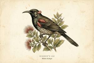 Bishop's Oo illustration