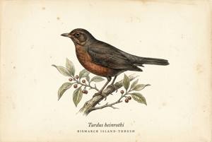 Bismarck Island-Thrush illustration