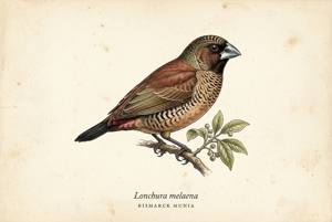 Bismarck Munia illustration