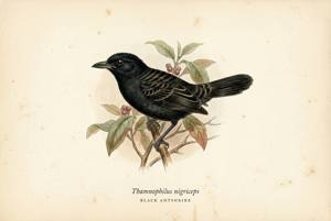 Black Antshrike illustration