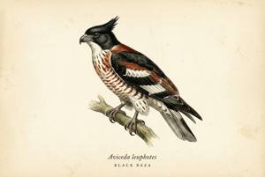 Black Baza illustration