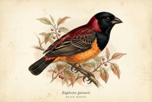 Black Bishop illustration