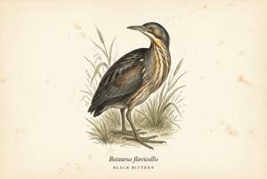 Black Bittern illustration