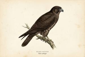 Black Falcon illustration