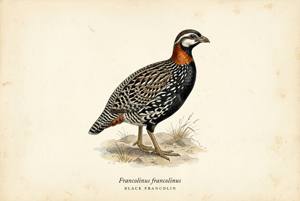 Black Francolin illustration