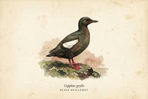 Black Guillemot illustration