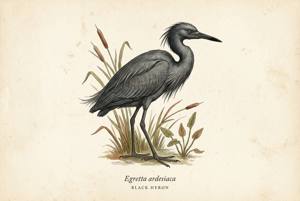 Black Heron illustration