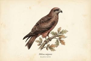 Black Kite illustration