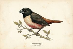 Black Munia illustration
