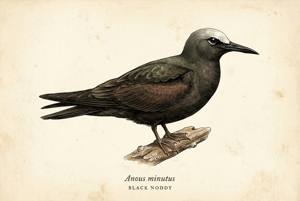 Black Noddy illustration