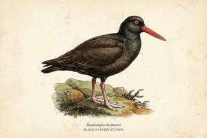 Black Oystercatcher illustration