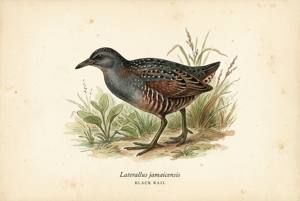 Black Rail illustration