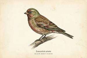 Black Rosy-Finch illustration