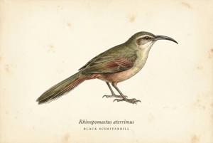 Black Scimitarbill illustration