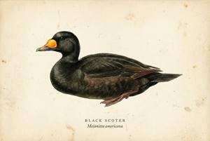 Black Scoter illustration