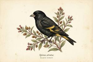Black Siskin illustration