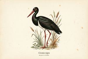 Black Stork illustration