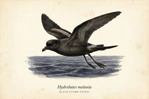 Black Storm-Petrel illustration